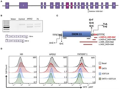 Two Monogenetic Disorders, Activated PI3-Kinase-δ Syndrome 2 and Smith–Magenis Syndrome, in One Patient: Case Report and a Literature Review of Neurodevelopmental Impact in Primary Immunodeficiencies Associated With Disturbed PI3K Signaling